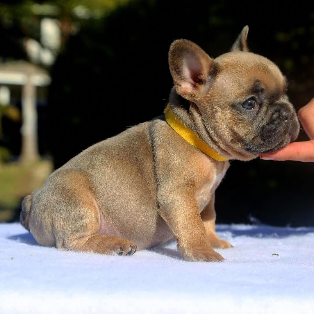 Метиз Мопс и французкий будьдог