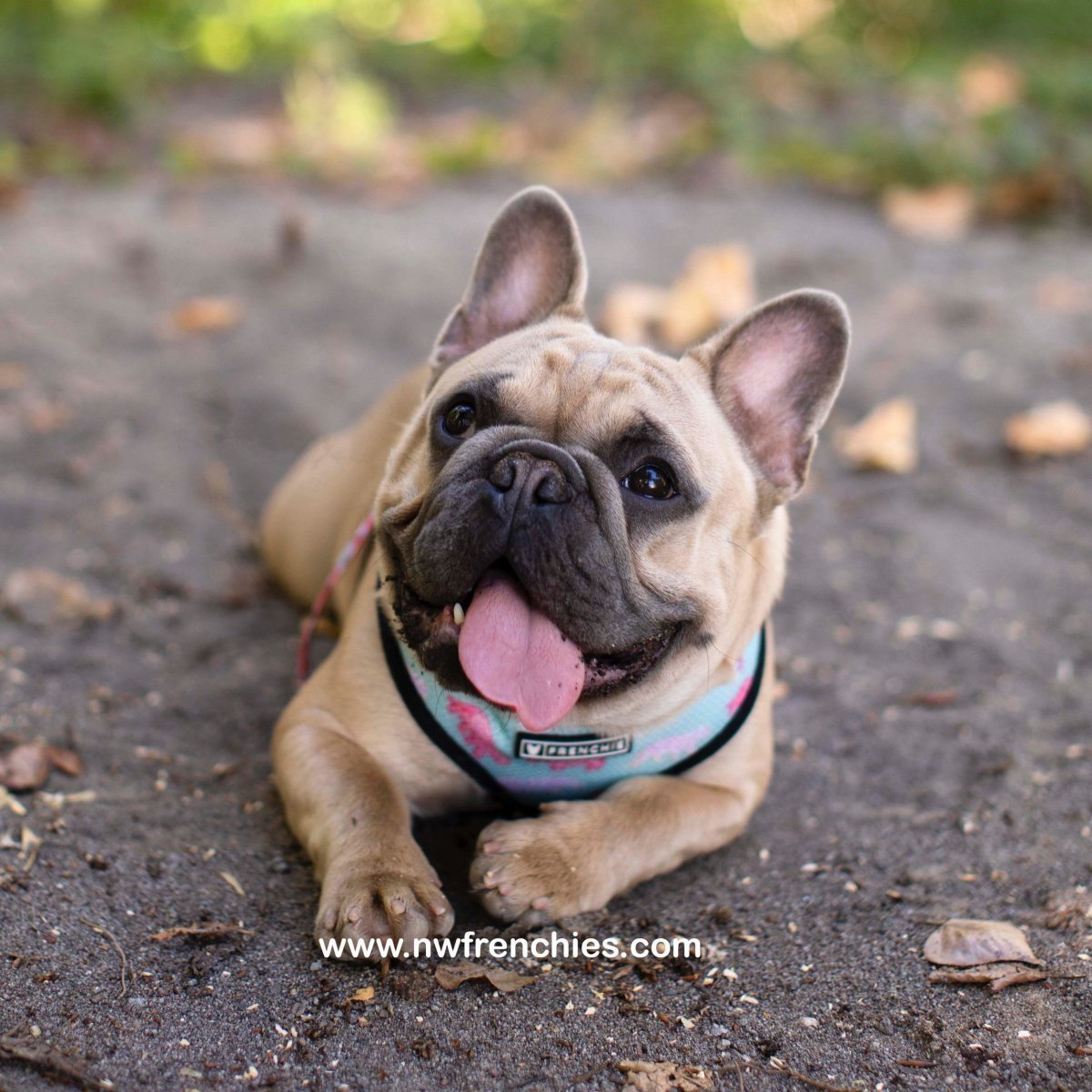 Метис МОПСА