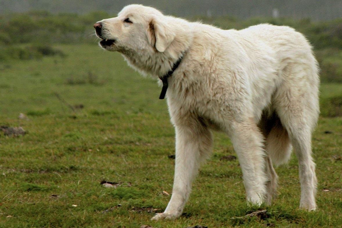 Кавказская Чабанская овчарка