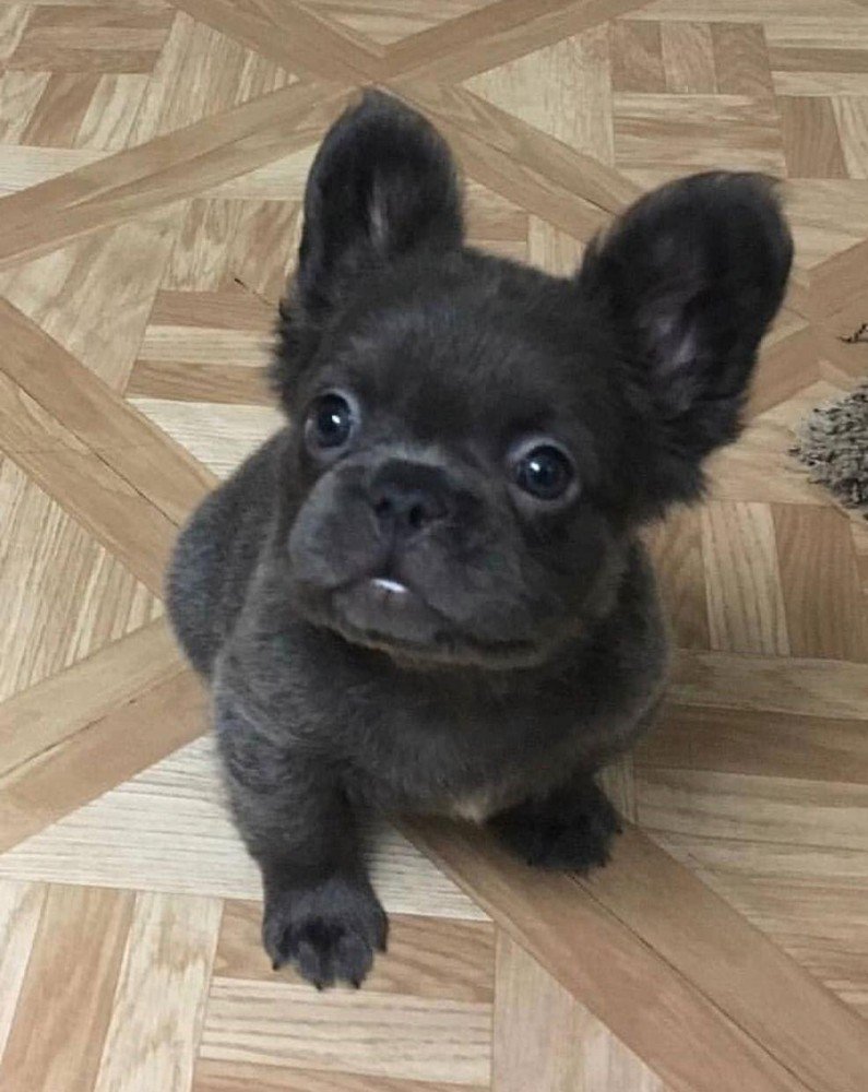 Французский бульдог и Мопс