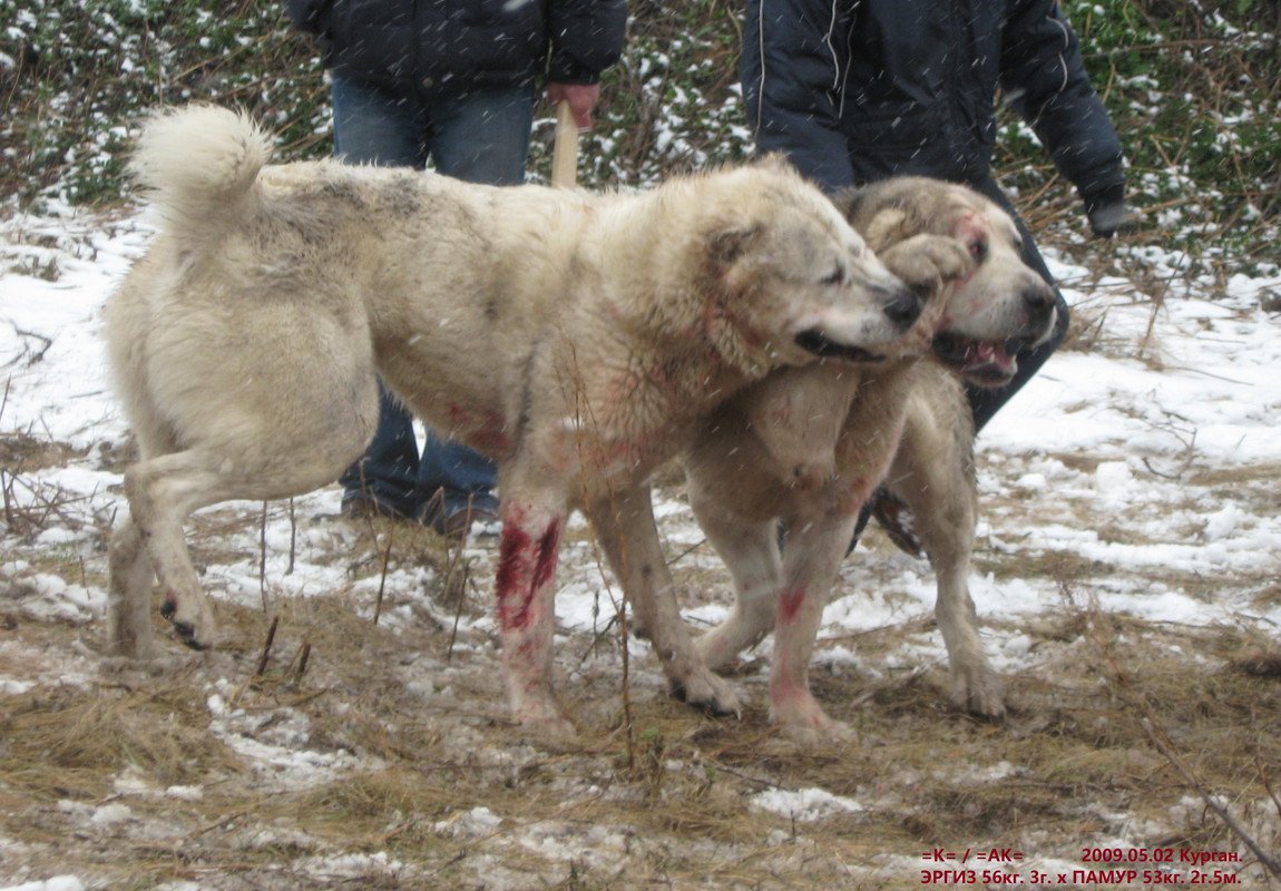 Пастух овчарка овчарка пастух