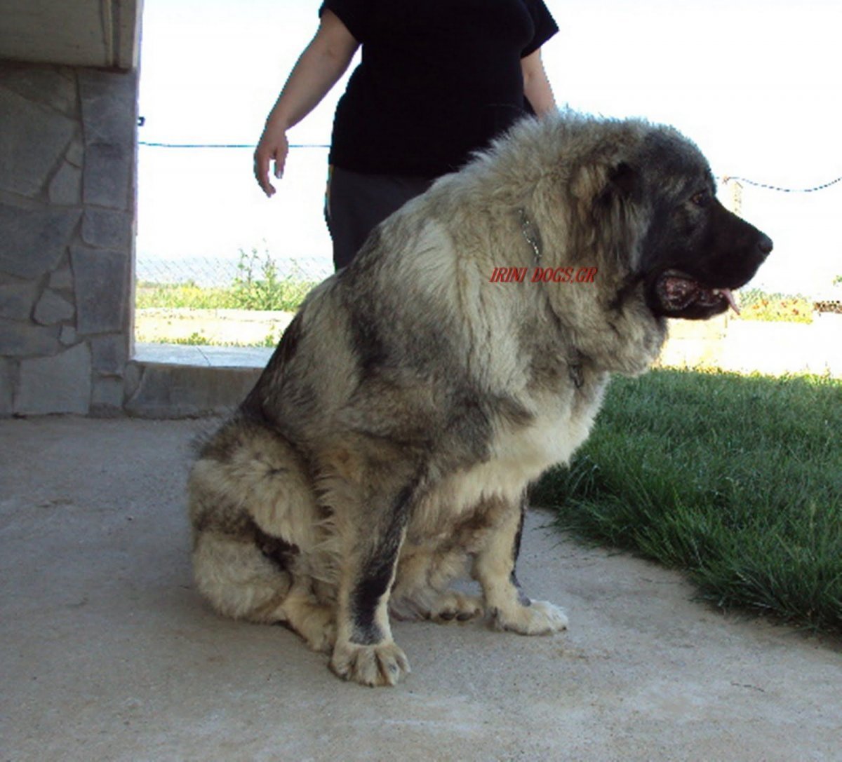 Кавказская овчарка на фоне гор