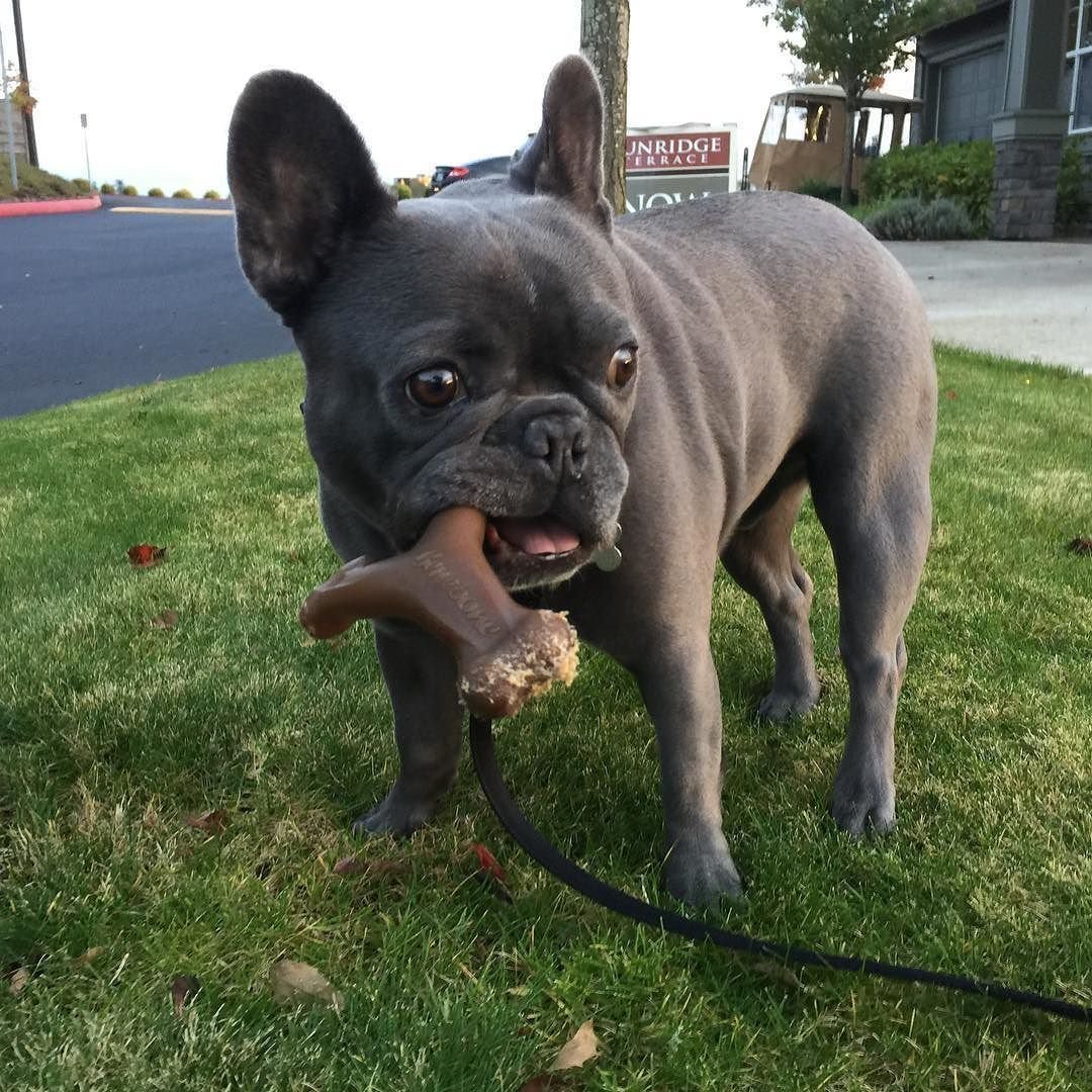 Помесь МОПСА