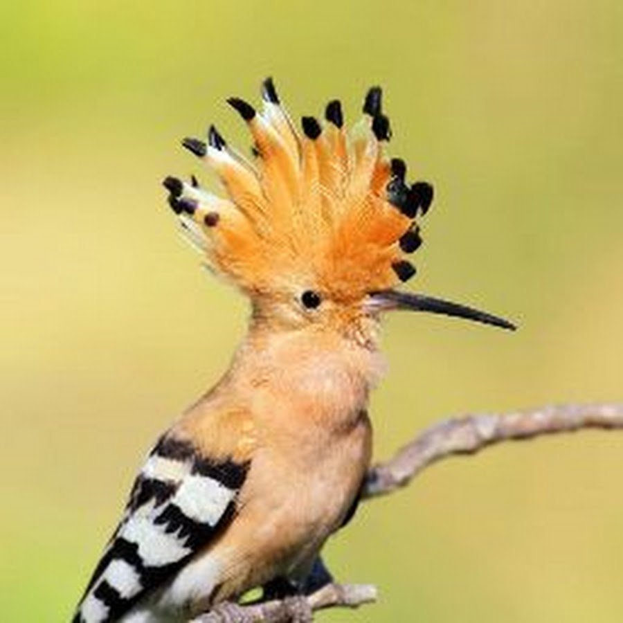 Мадагаскарский Удод