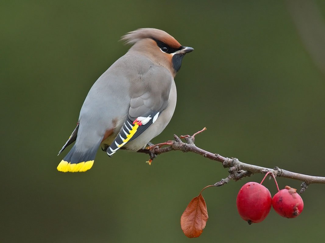 Свиристель обыкновенный (Bombycilla garrulus)
