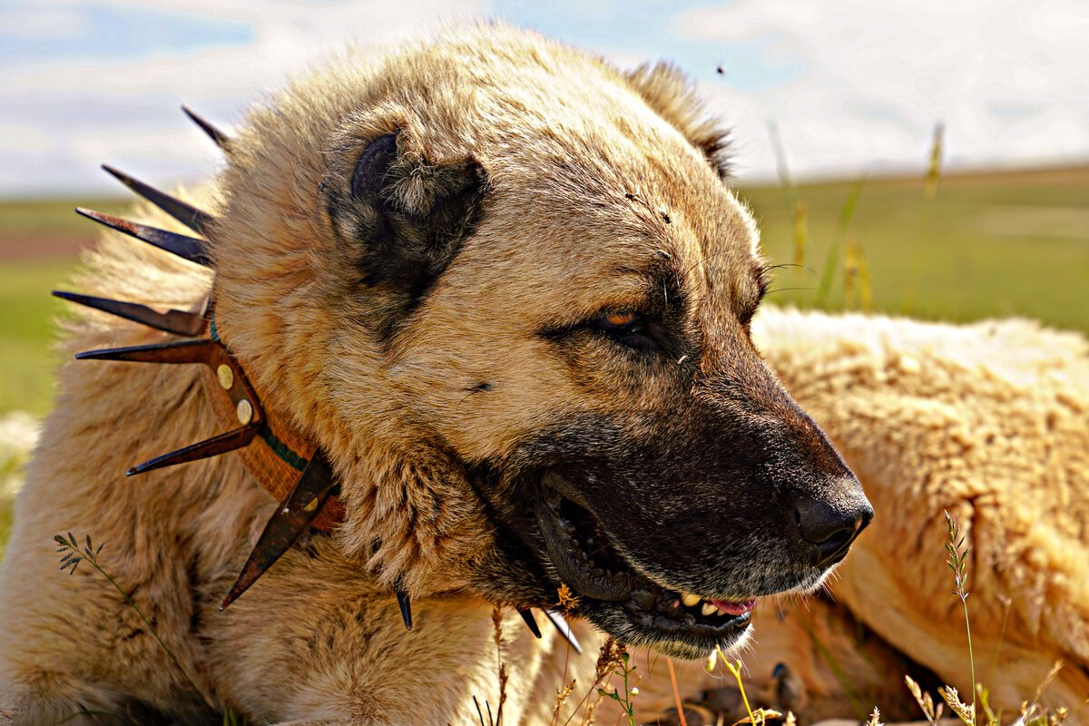 Кавказская овчарка ЗКС