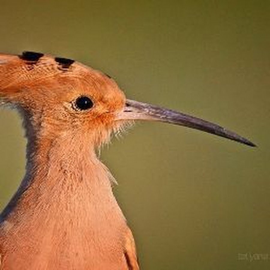 Удод птица красная