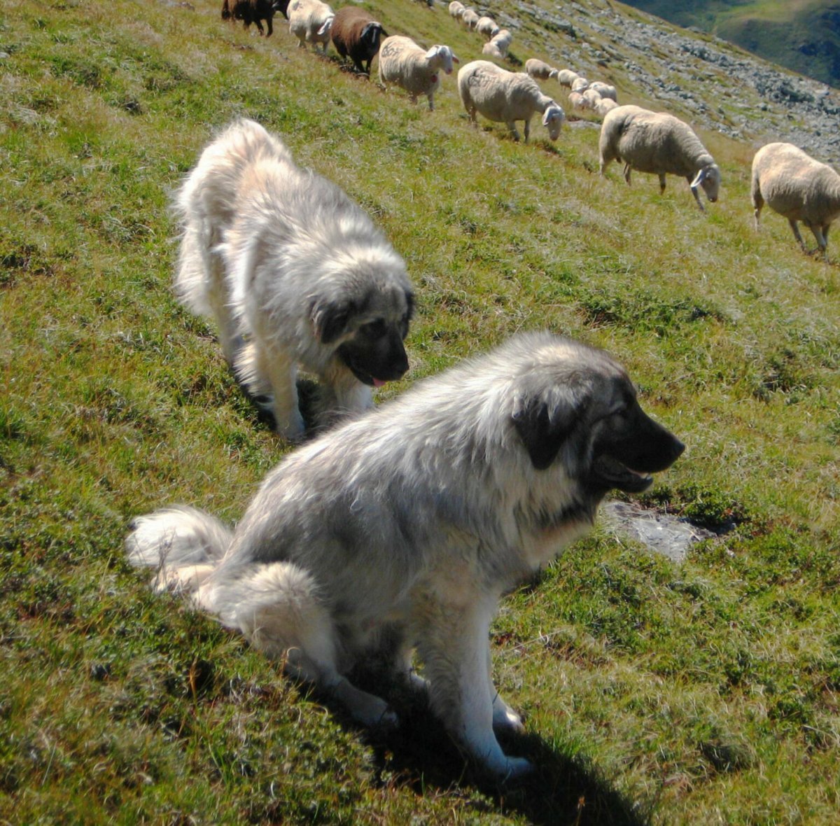 Чабанская собака пастушья