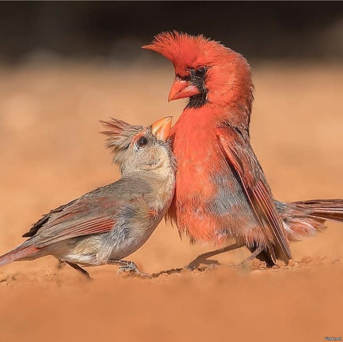 Маленькие птички с красным хохолком