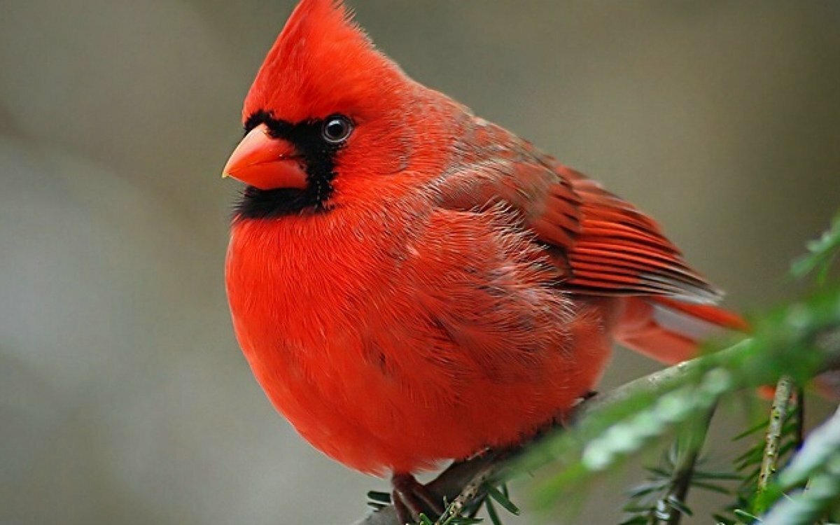 Виргинский Кардинал