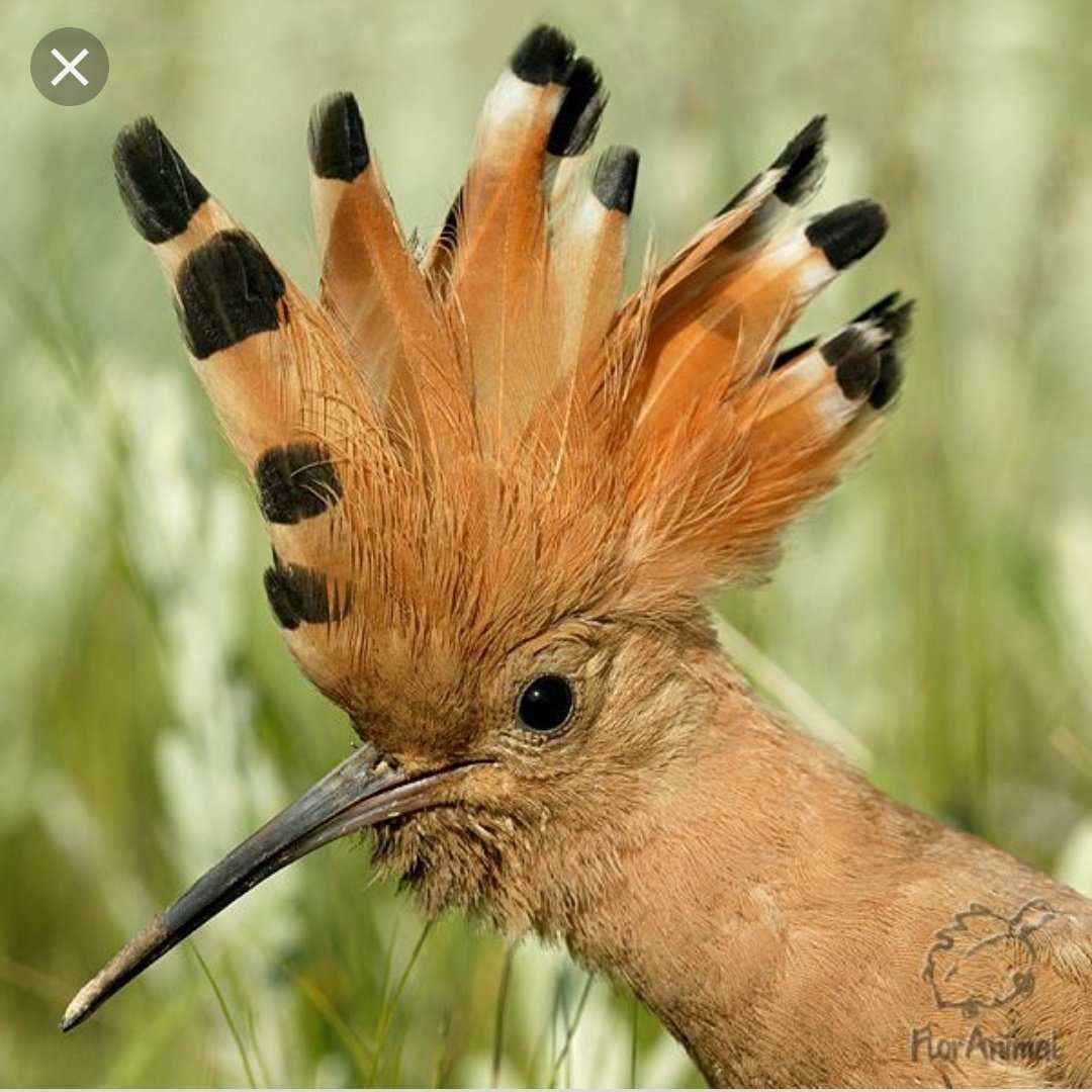 Хохлатый Удод