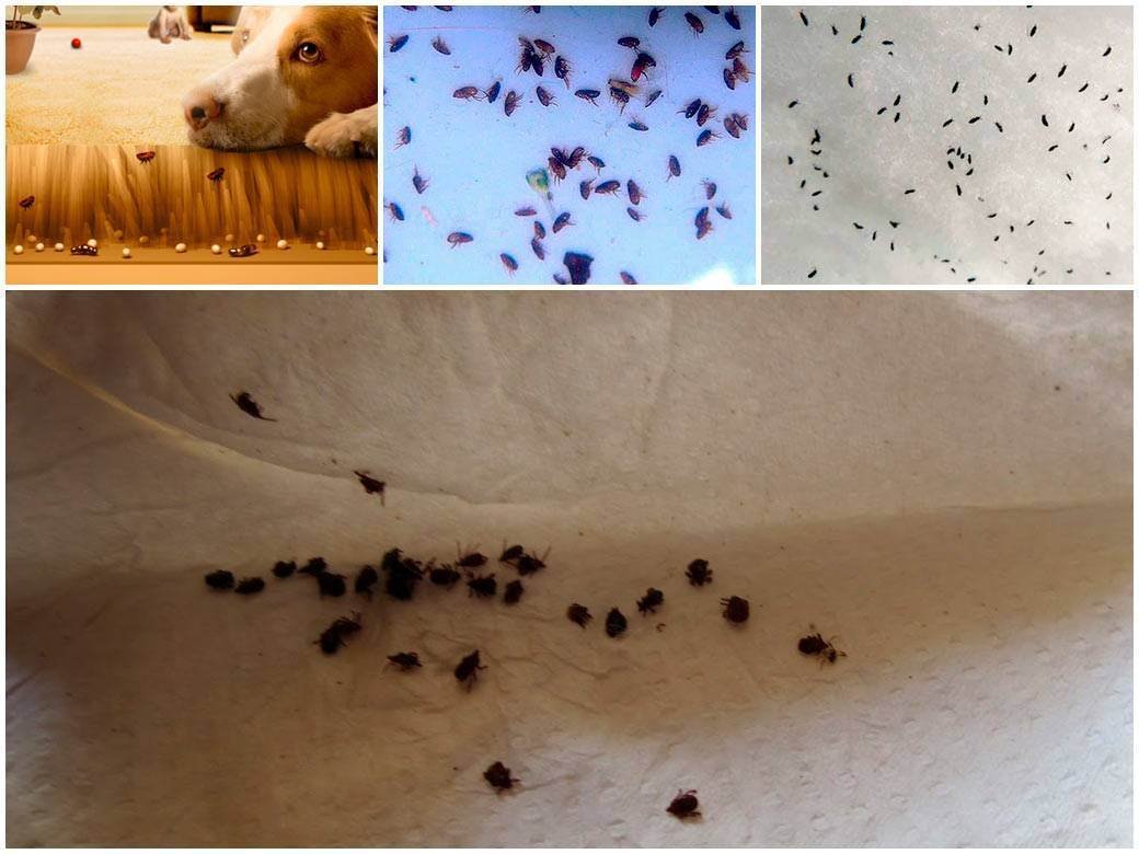 Экскременты кошачьих блох