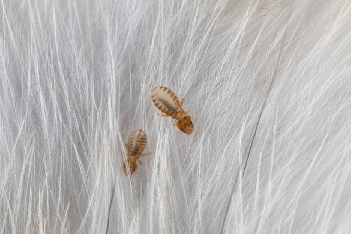 Кошачьи паразиты власоеды