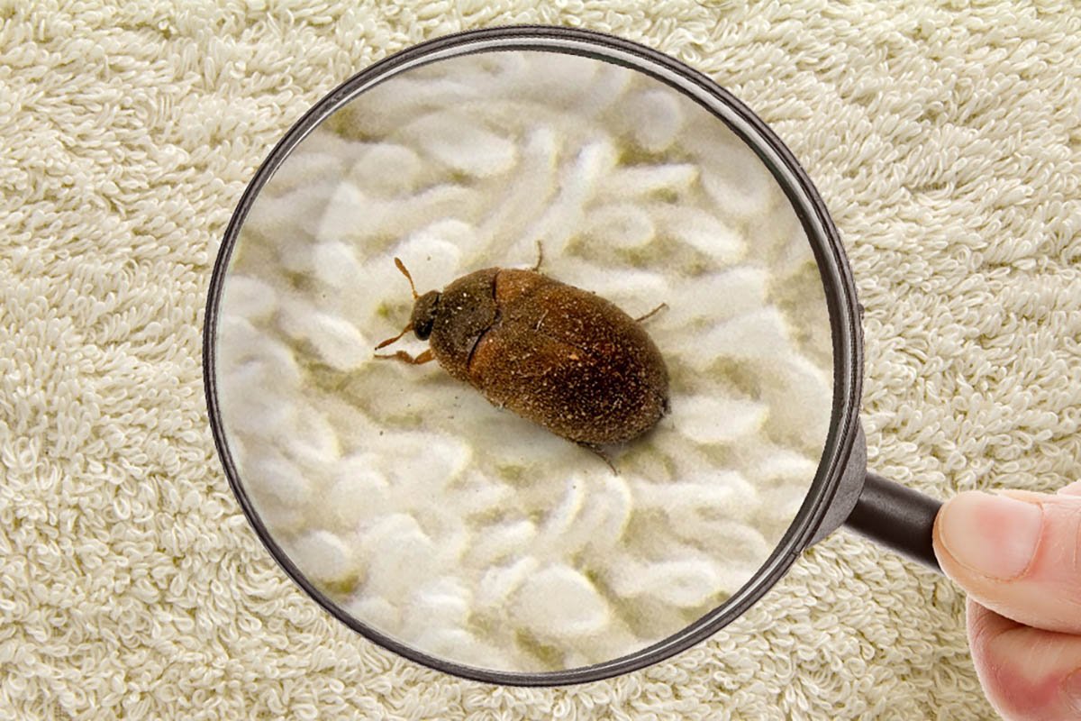 Клещи в ковре