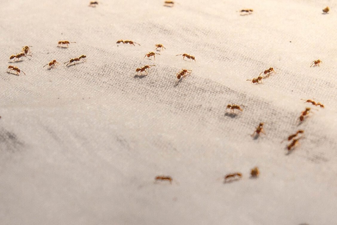 Маленькие букашки похожие на муравьев