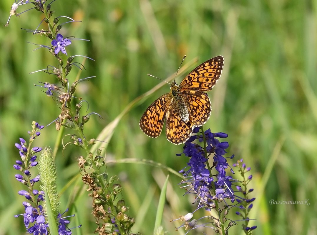 Сибирские бабочки