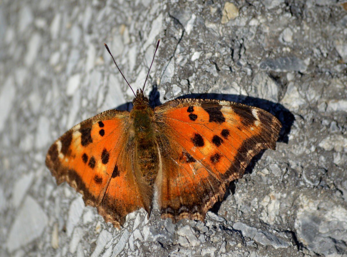 Бабочки Сибири