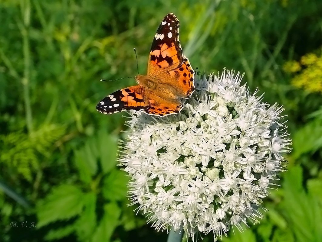 Бабочка Saturnia Pavonia