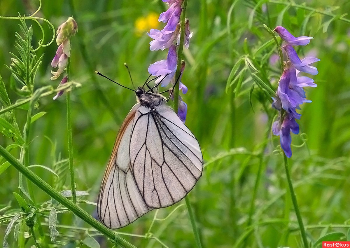 Бабочка Данаида Монарх систематика
