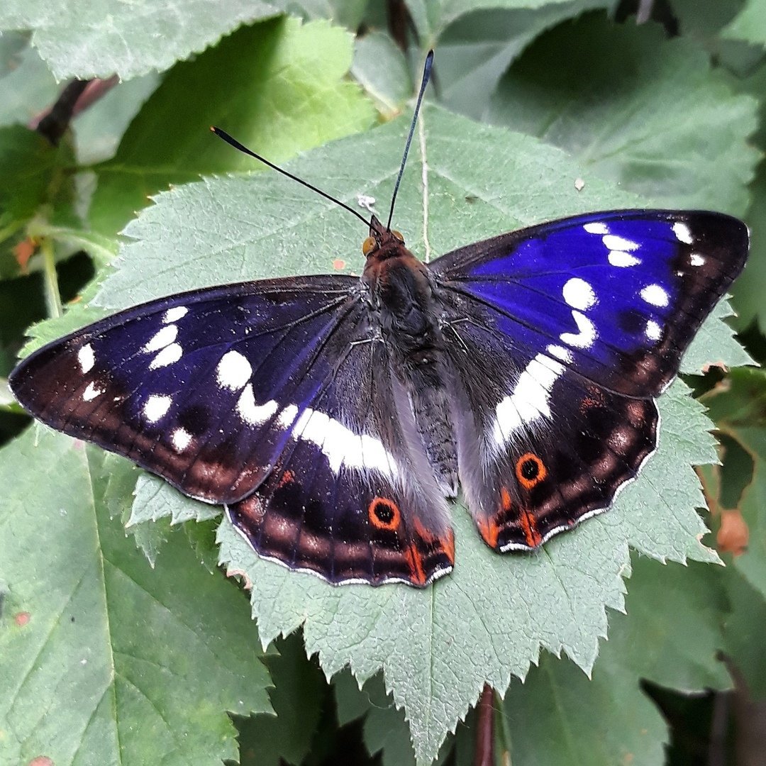 Многоцветница черно-рыжая (Nymphalis xanthomelas)
