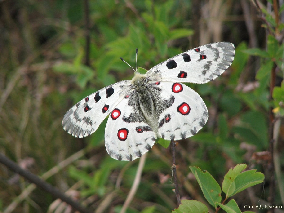 Мотылек Богонга