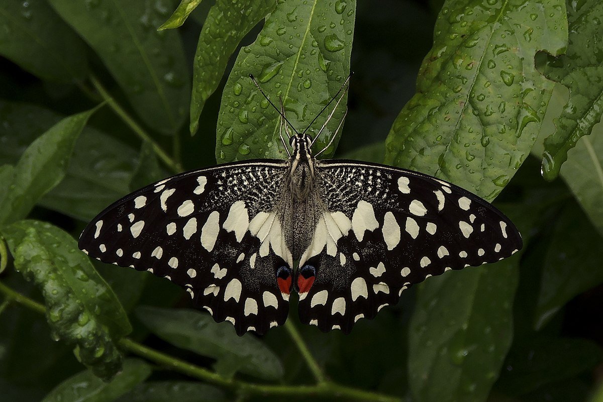 Lime Swallowtail (Papilio demoleus species)