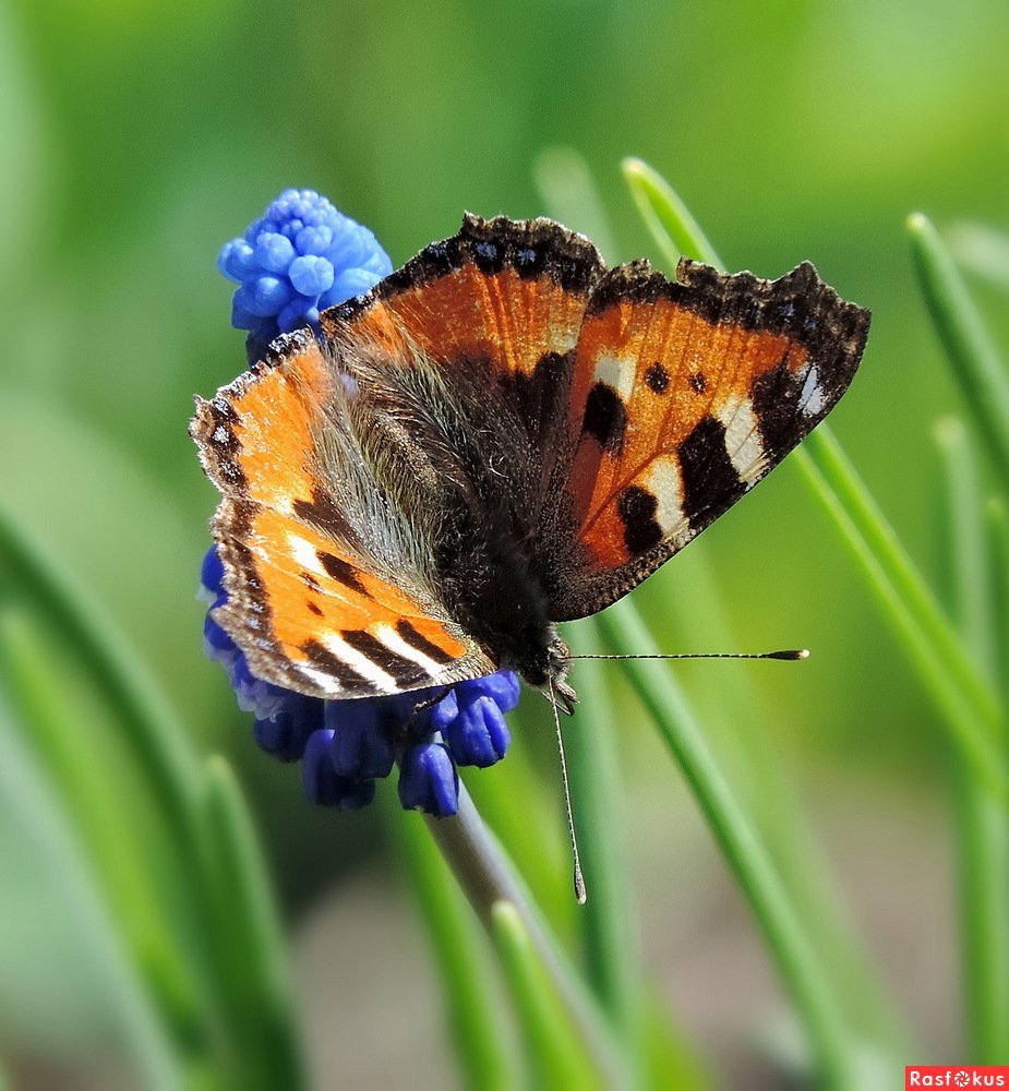 Бабочки Сибири
