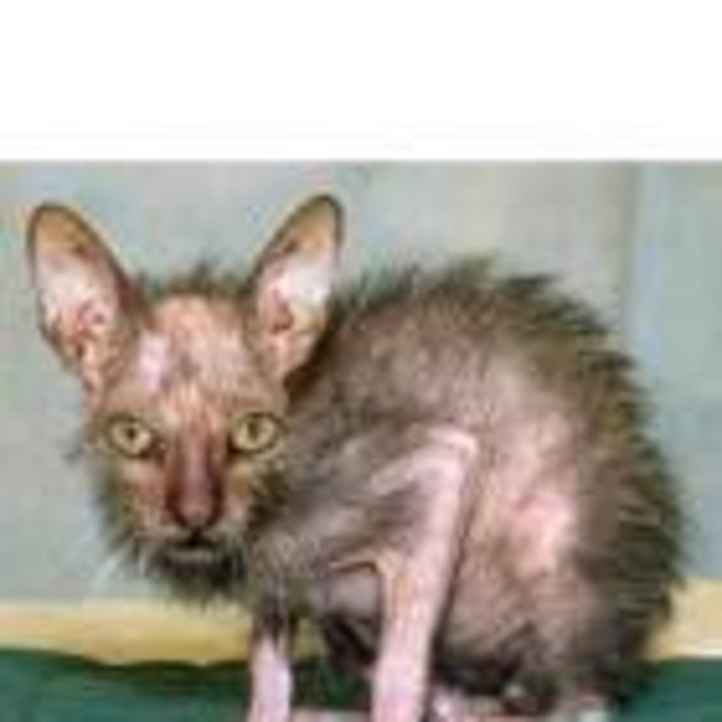 Мейн кун и сфинкс помесь