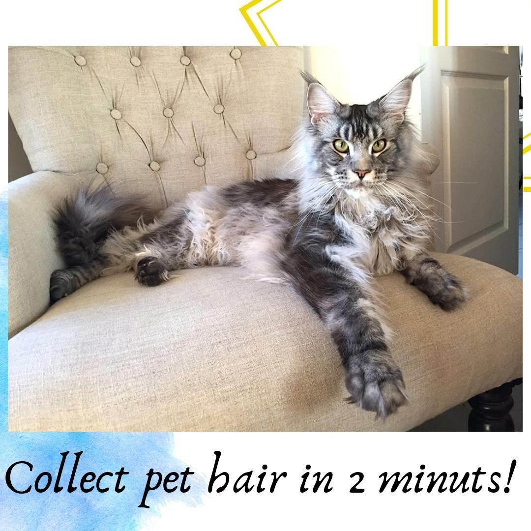 Метис Мейн куна и британца