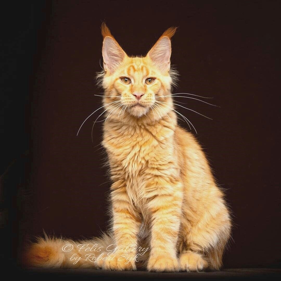 Метис Мейн куна