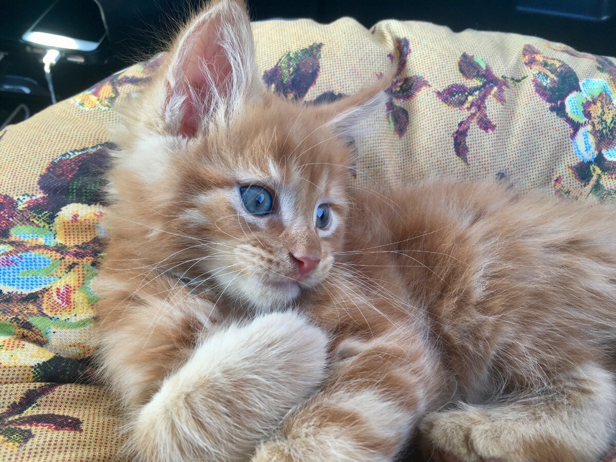 Смесь ориентала и Мейн куна