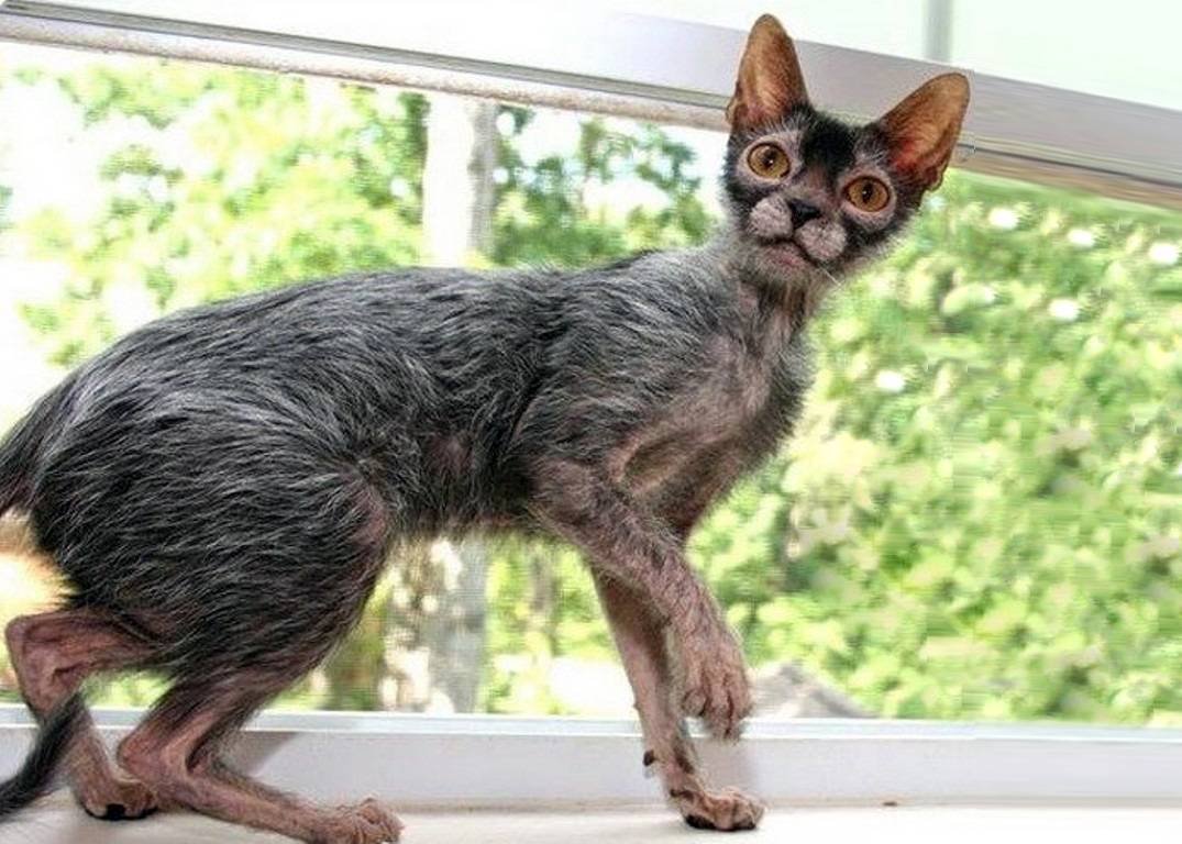 Метис Мейн куна и обычной кошки