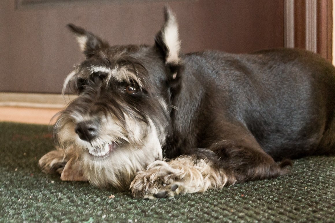 Цвейг терьер