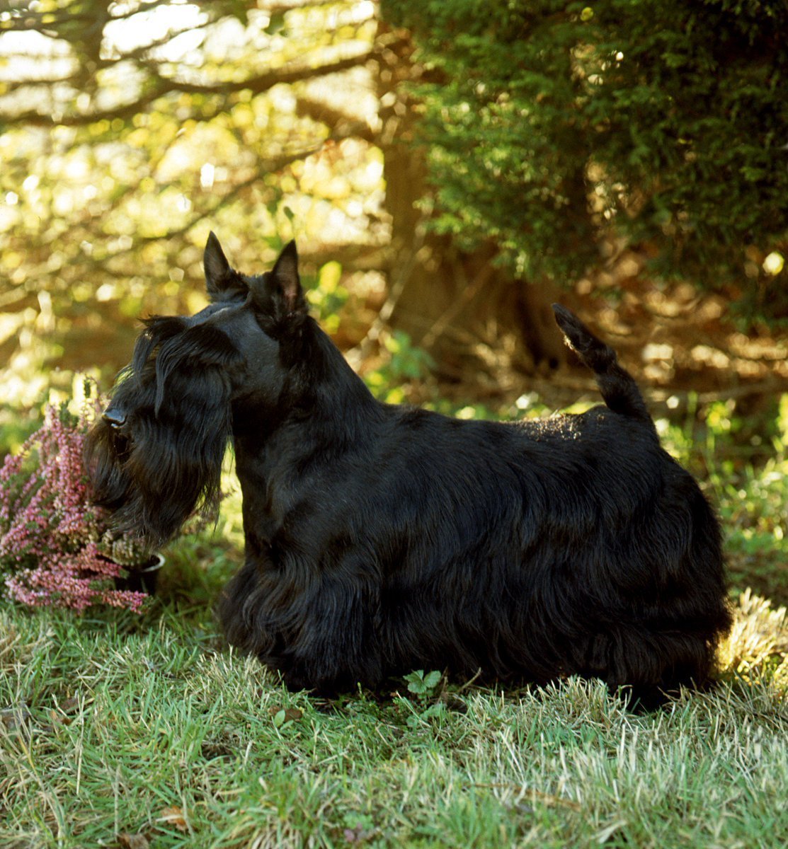 Шотландский терьер