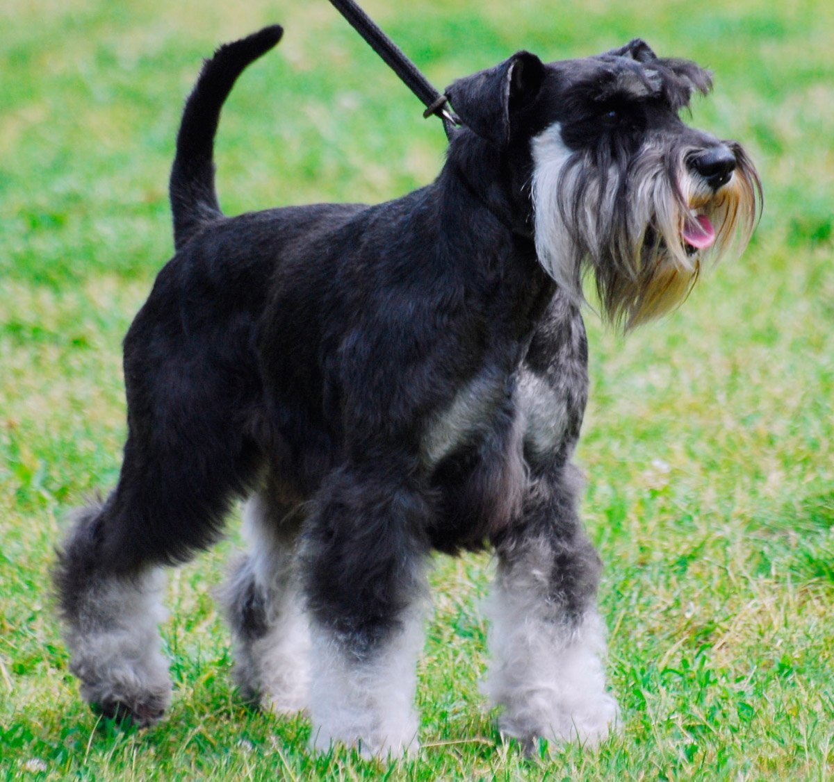 Порода Цвергшнауцер стрижка