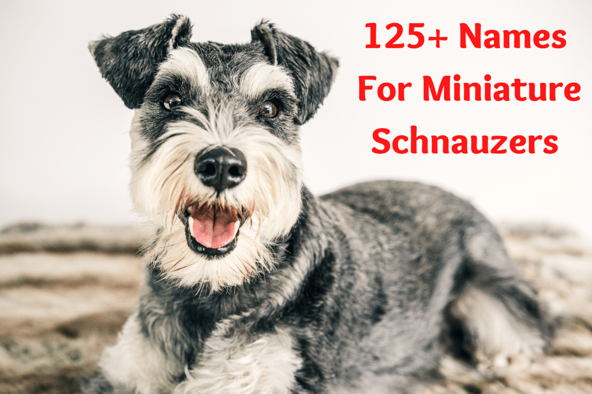 Шнауцер терьер