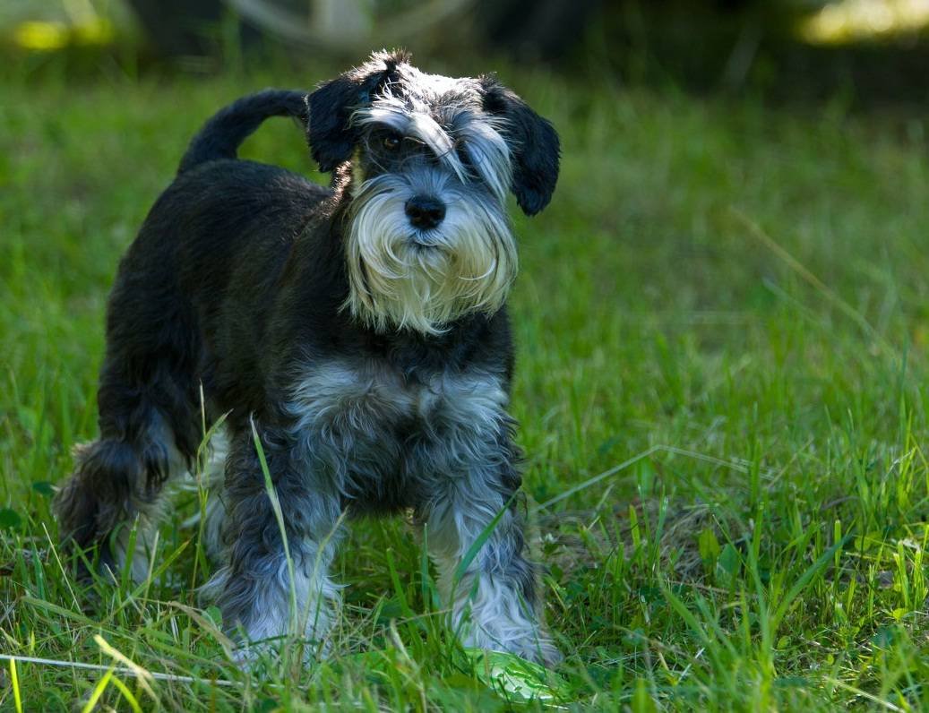 Порода собак Цвергшнауцер
