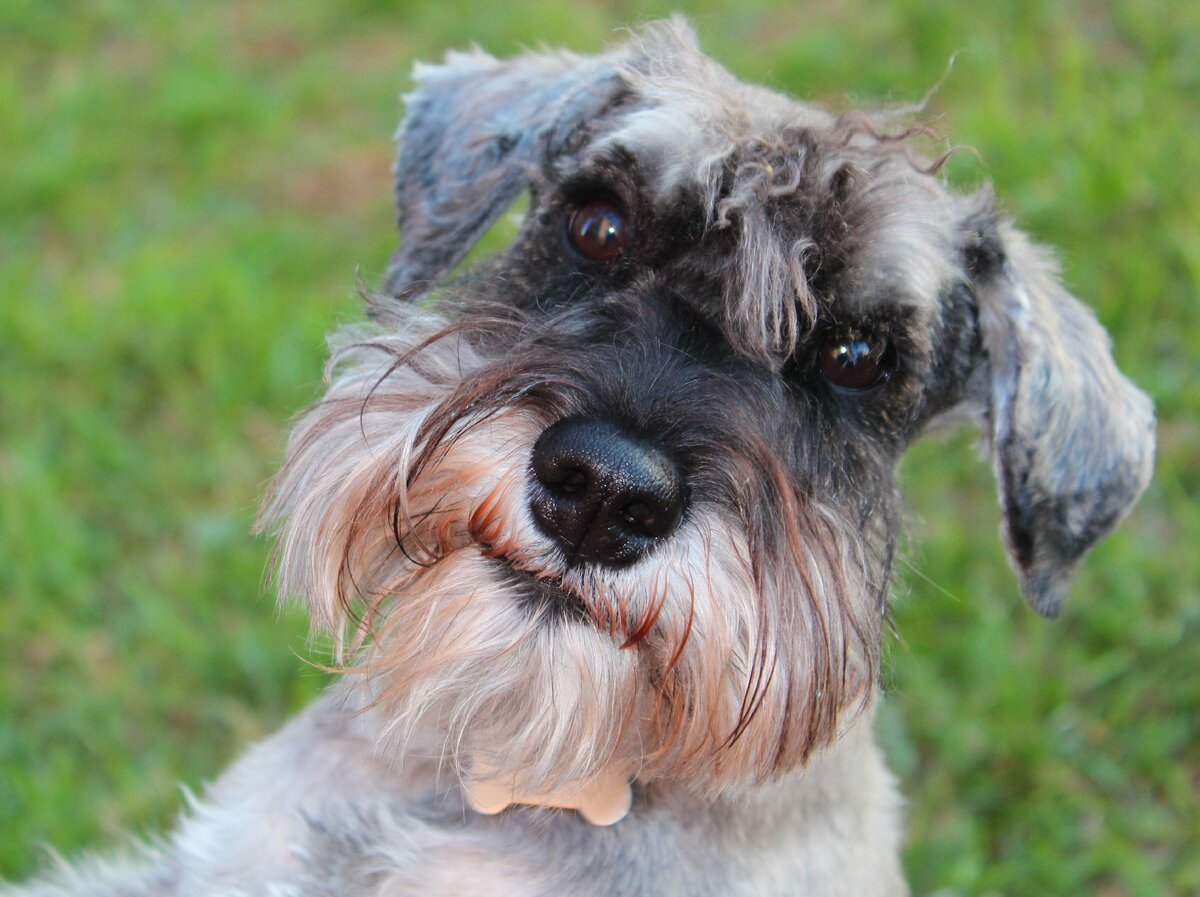 Порода собак Цвергшнауцер