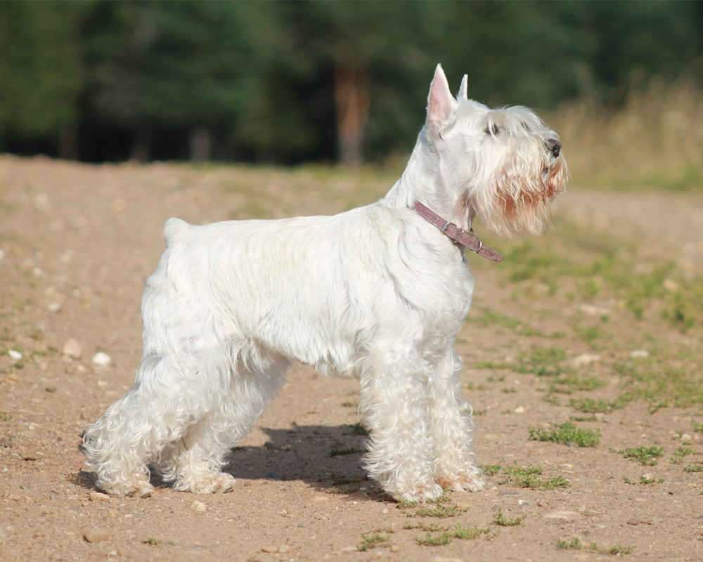 Цверг терьер