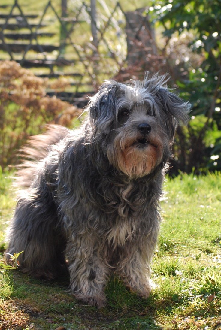 Цвейг шнауцер