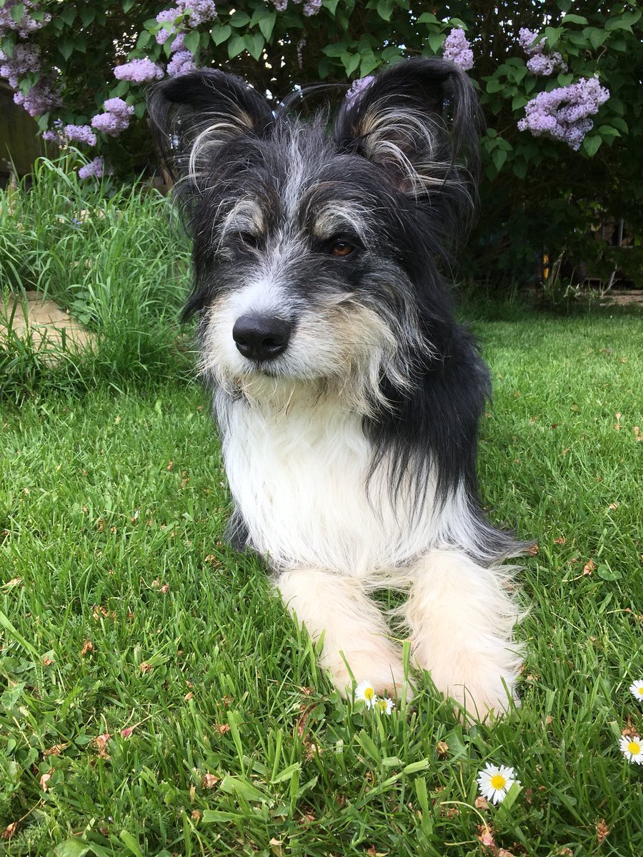 Баскервилька порода собаки