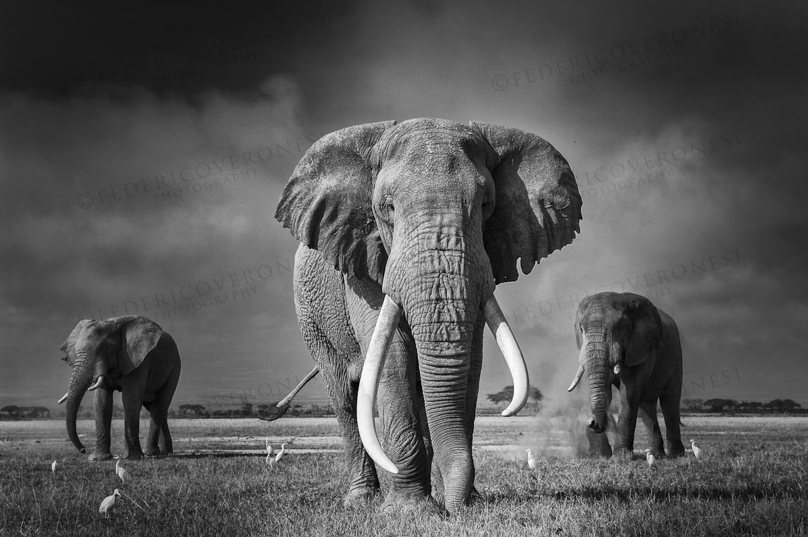 Пара слонов