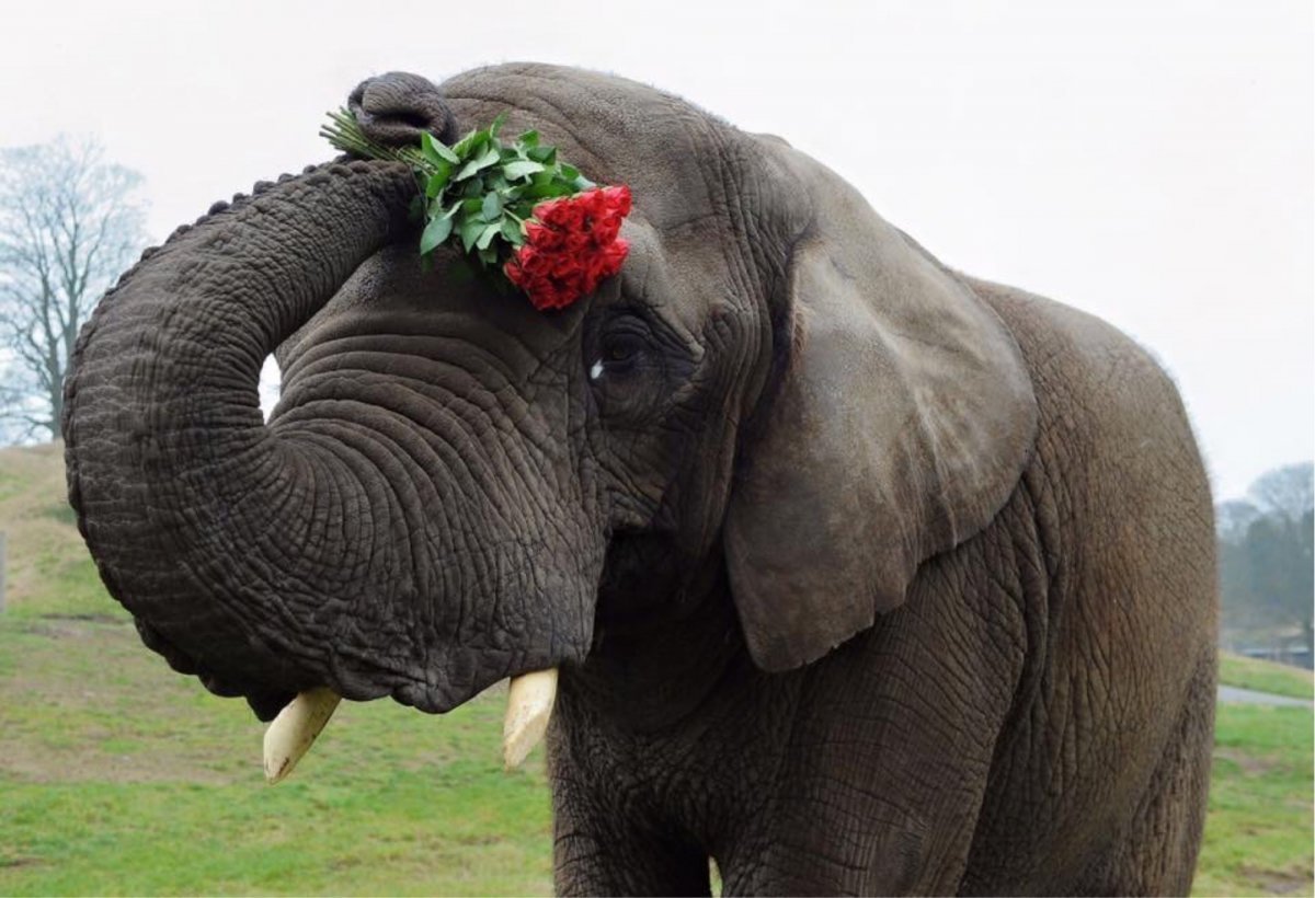 Слоненок с цветочком