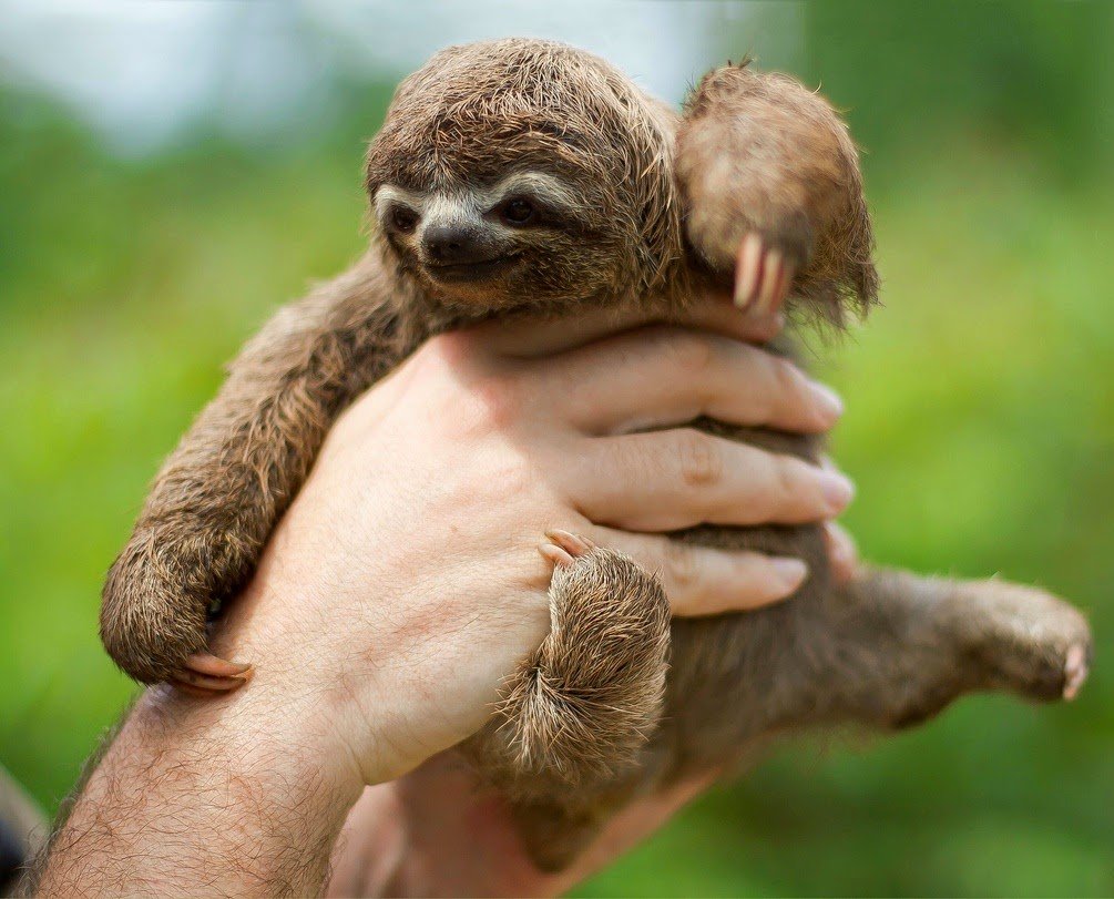 Ленивец подстригся