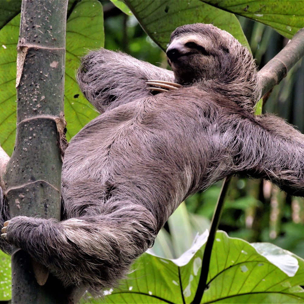 Австралийский Ленивец