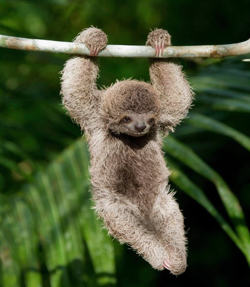 Двупалый Ленивец