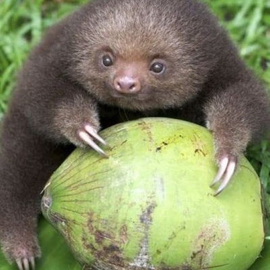 Трехпалый Ленивец