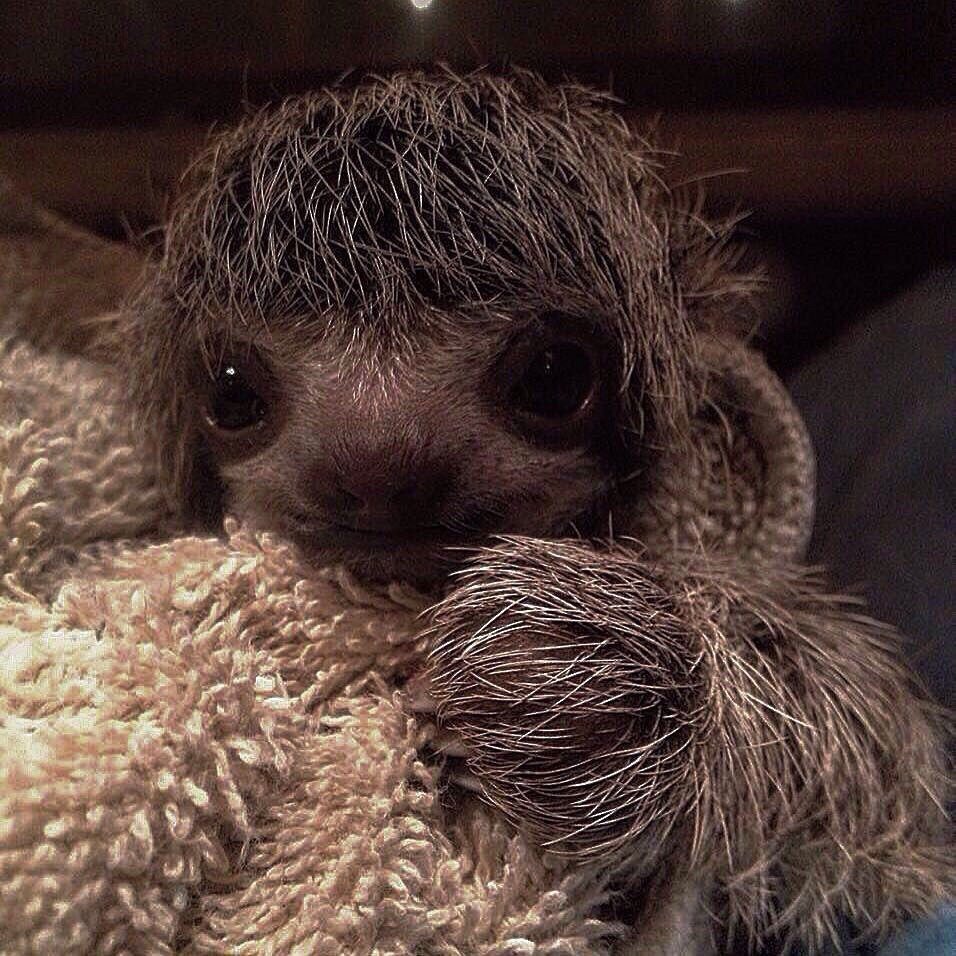 Мишка Ленивец