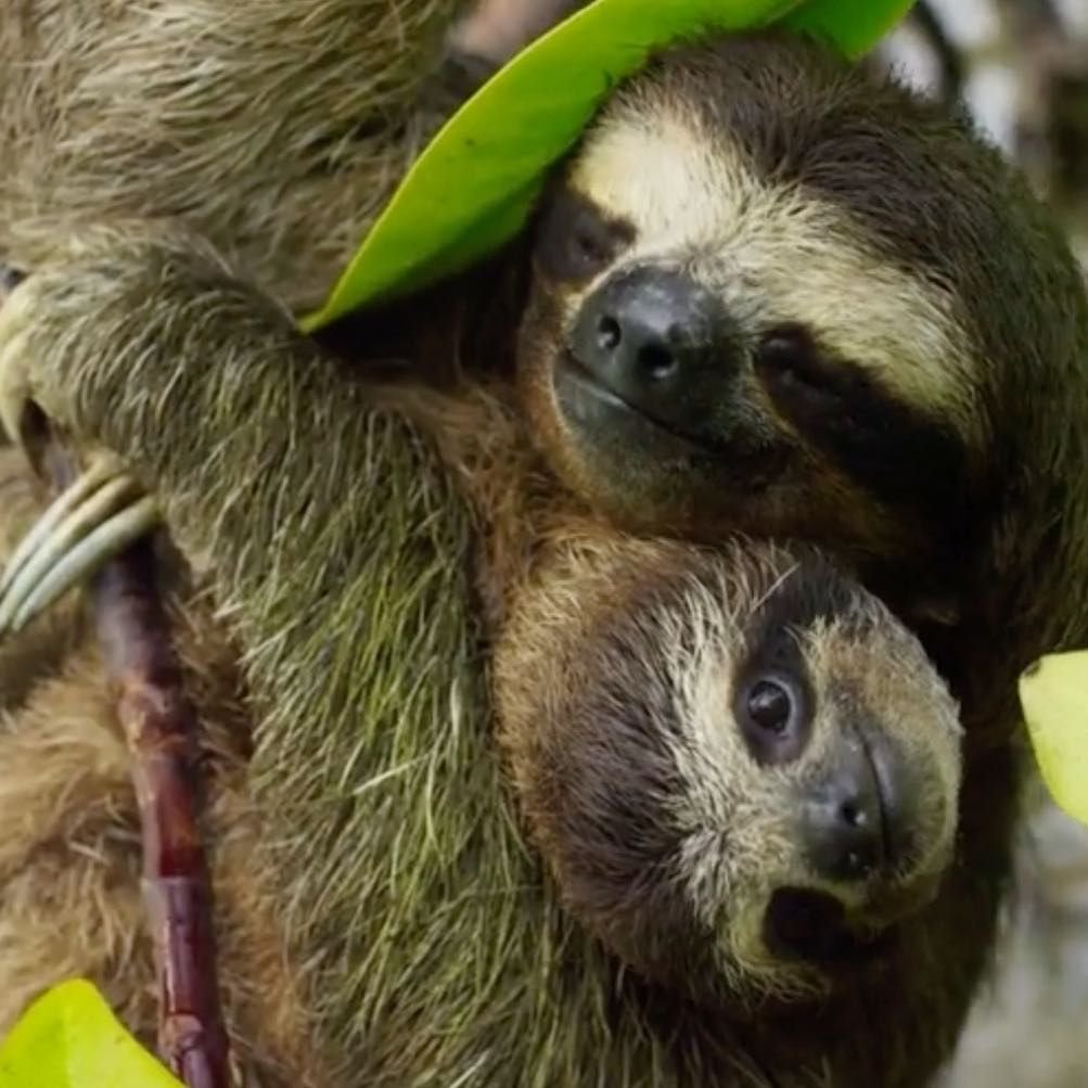 Два ленивца