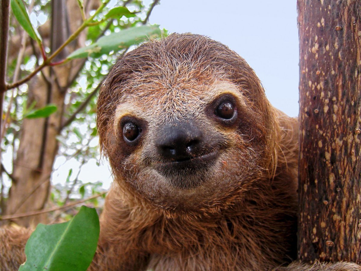 Животное Ленивец с детенышами вертикально